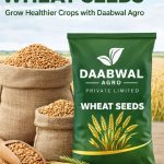 daabwalagro wheat seeds